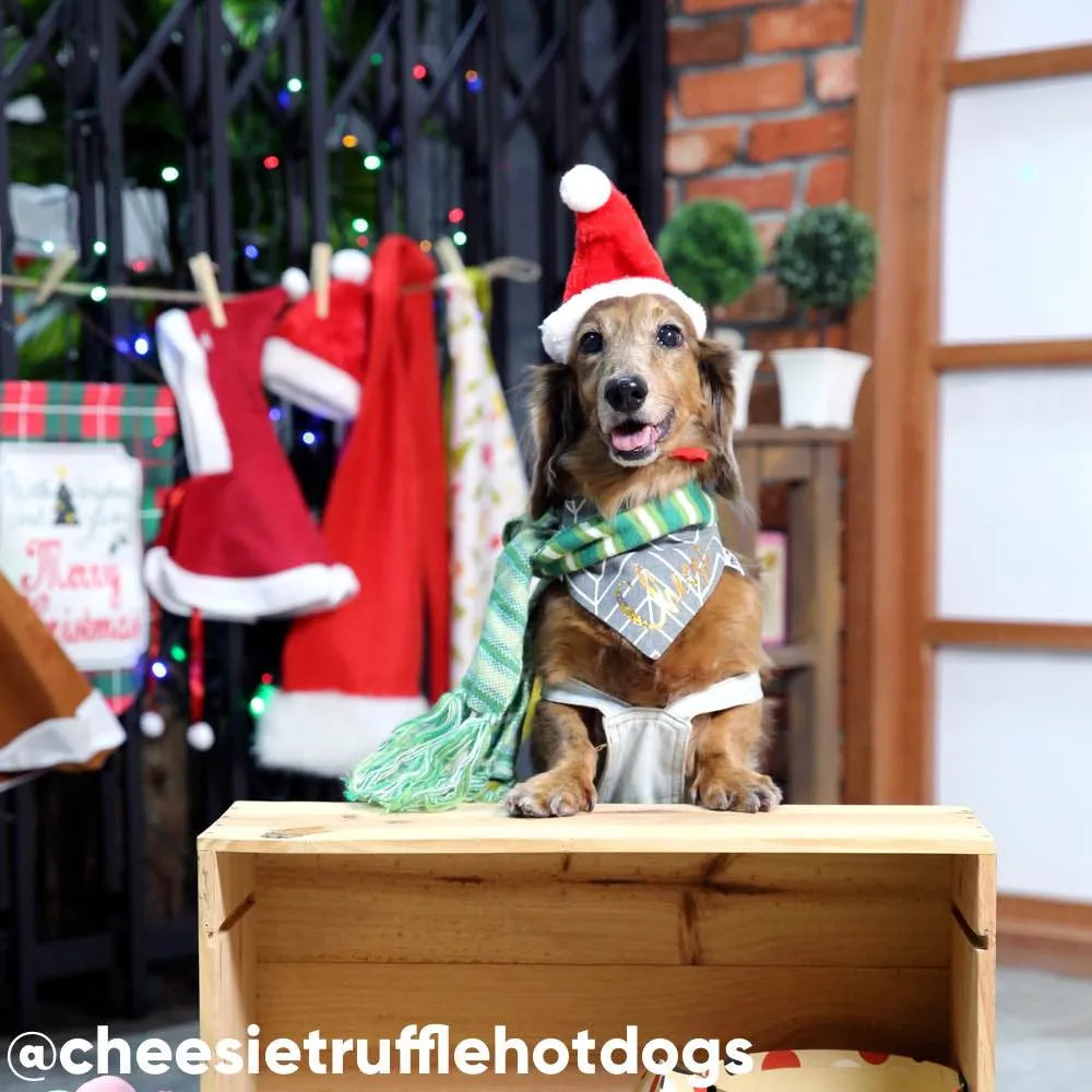 CNY PROMO: Kohepets 1-Hour Photoshoot Session (Valentine's Day/Lunar New Year-Themed)
