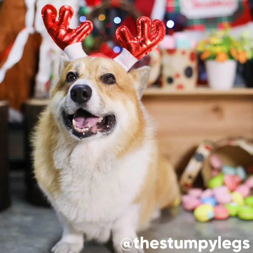 CNY PROMO: Kohepets 1-Hour Photoshoot Session (Valentine's Day/Lunar New Year-Themed)