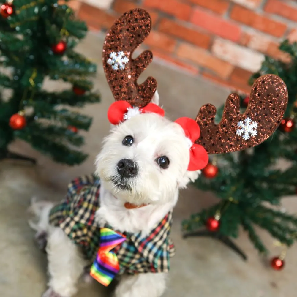 CNY PROMO: Kohepets 1-Hour Photoshoot Session (Valentine's Day/Lunar New Year-Themed)