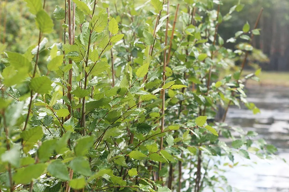 River Birch Tree